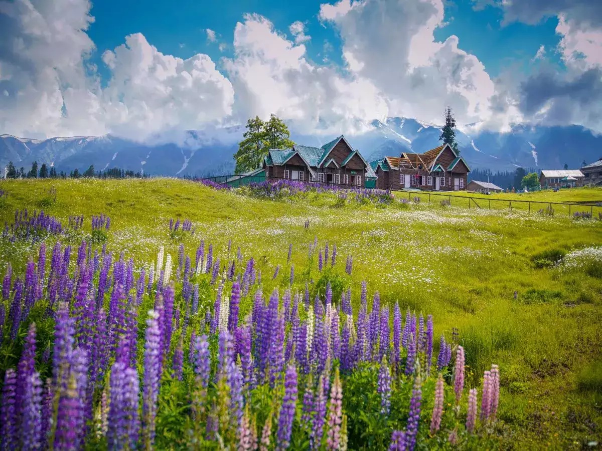 Best Weather/Time To Visit Kashmir For Snow Fall ,Honey Moon 