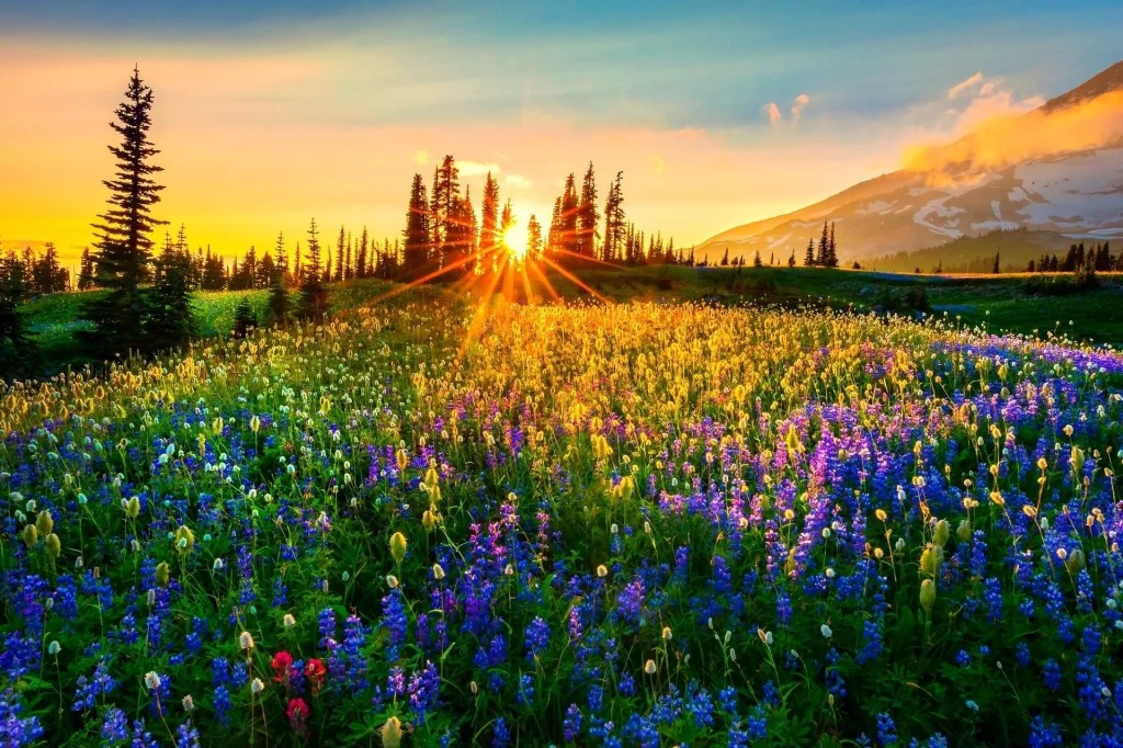 Best Weather |Time To Visit Kashmir For Snowfall | Honeymoon
