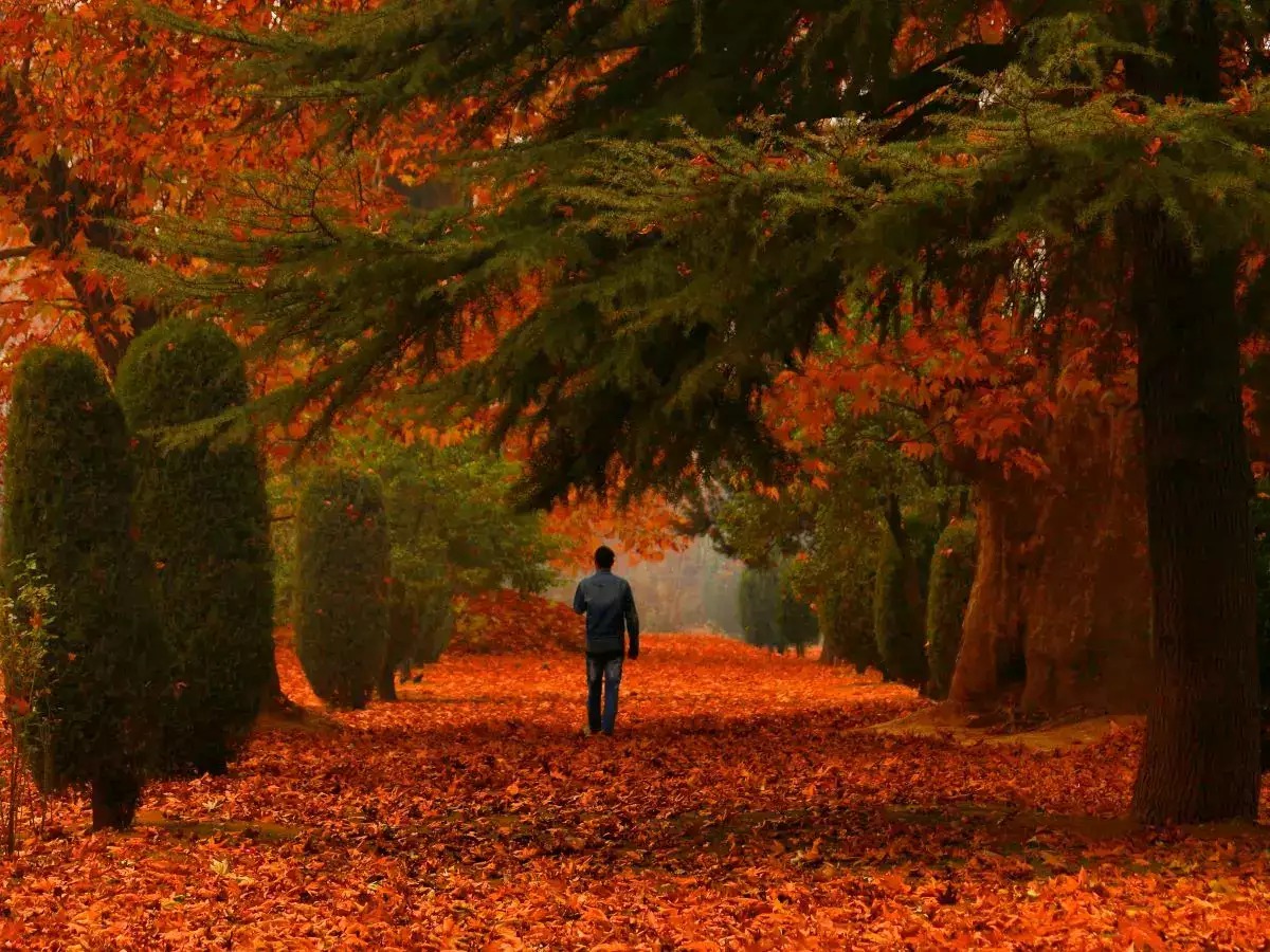Best Weather |Time To Visit Kashmir For Snowfall | Honeymoon